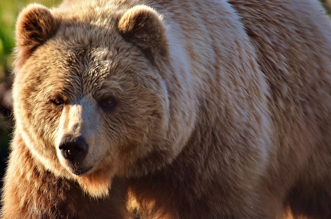 Brown Bears are Cool!